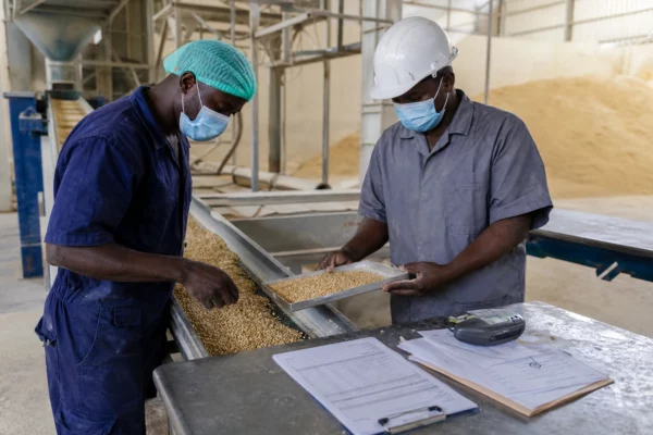 Le blé américain gagne du terrain en Afrique grâce à la qualité face à une concurrence mondiale toujours plus agressive