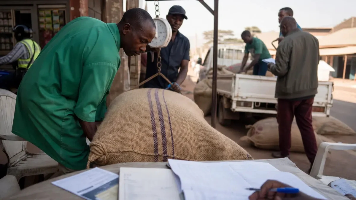 Café ougandais : la chute des volumes et des prix mondiaux efface un mois record pour les devises de Kampala