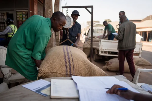 Café ougandais : la chute des volumes et des prix mondiaux efface un mois record pour les devises de Kampala