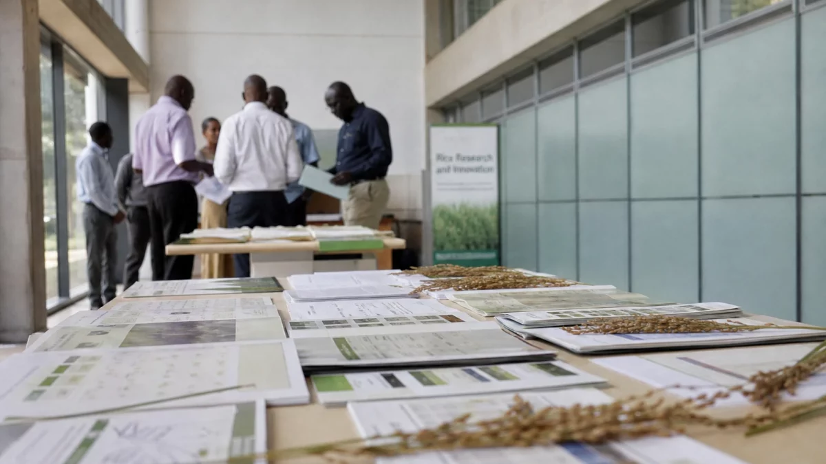Riz en Afrique : recherche, mécanisation et semences pour combler un déficit qui alourdit les importations