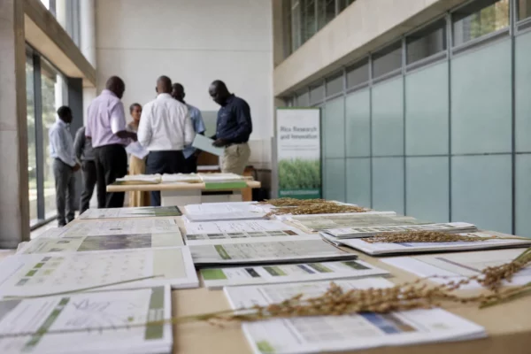 Riz en Afrique : recherche, mécanisation et semences pour combler un déficit qui alourdit les importations