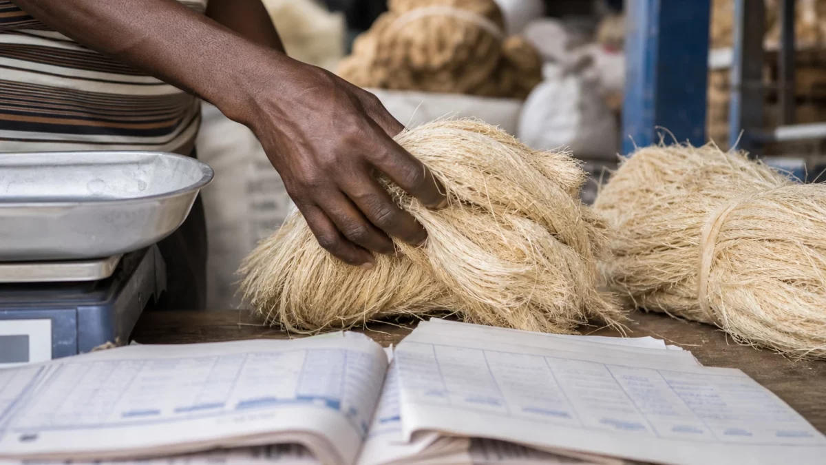 Au Kenya, le sisal s’impose comme une culture d’avenir face à la sécheresse et aux coûts d’irrigation