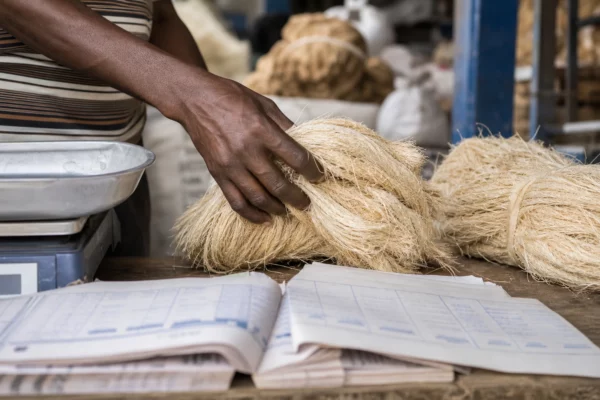 Au Kenya, le sisal s’impose comme une culture d’avenir face à la sécheresse et aux coûts d’irrigation