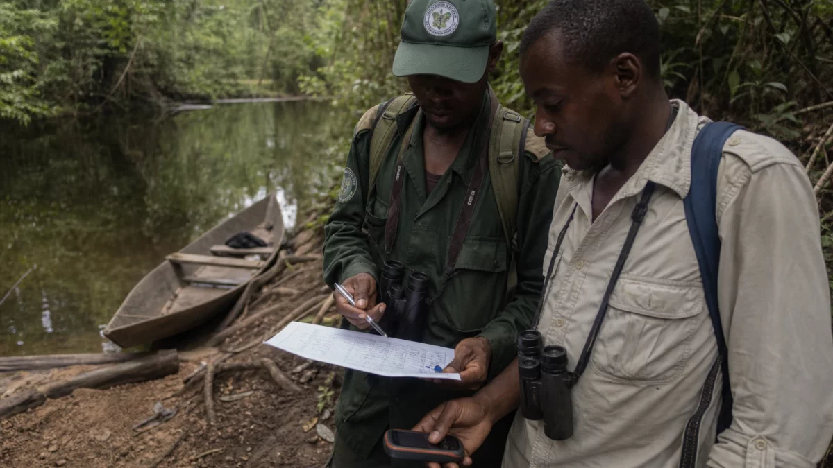 En RDC, la découverte d’un singe rare relance l’urgence de protéger les forêts de Lomami face à la chasse et à la fragmentation