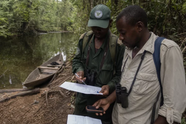 En RDC, la découverte d’un singe rare relance l’urgence de protéger les forêts de Lomami face à la chasse et à la fragmentation
