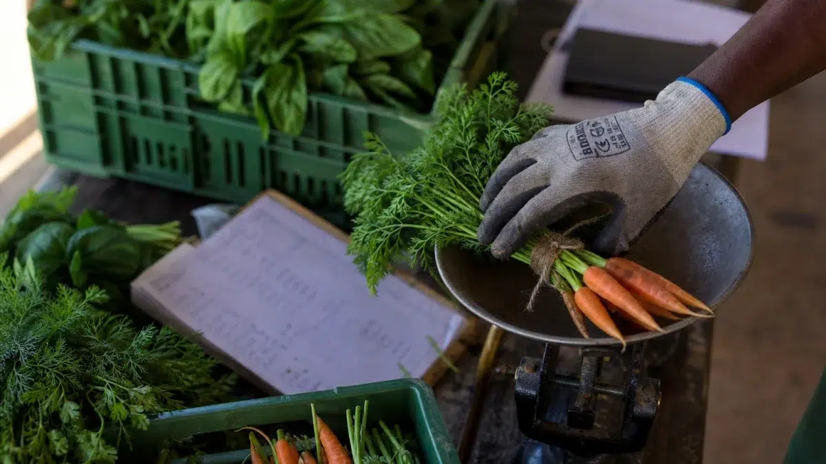 À Soweto, l’agriculture urbaine devient une réponse concrète au chômage et au décrochage social