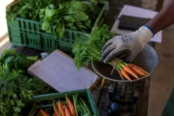 À Soweto, l’agriculture urbaine devient une réponse concrète au chômage et au décrochage social