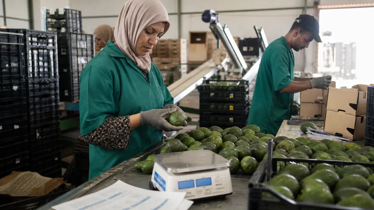 Au Maroc, l’avocat voit ses exportations fragilisées par la chaleur, le chergui et les pertes du Gharb