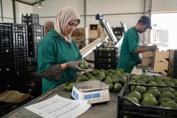 Au Maroc, l’avocat voit ses exportations fragilisées par la chaleur, le chergui et les pertes du Gharb