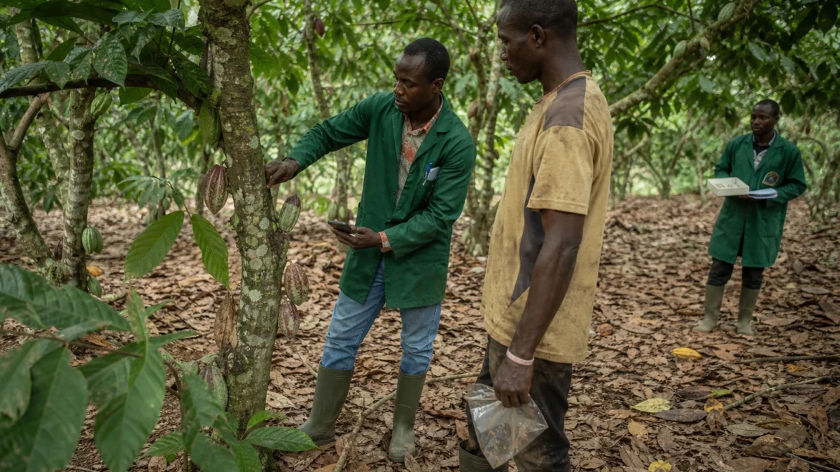 En Côte d’Ivoire, une biosolution relance l’espoir de sauver les cacaoyers menacés par le swollen shoot