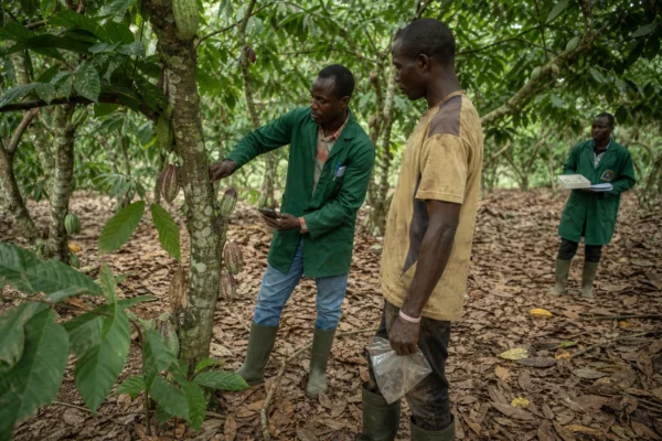 En Côte d’Ivoire, une biosolution relance l’espoir de sauver les cacaoyers menacés par le swollen shoot
