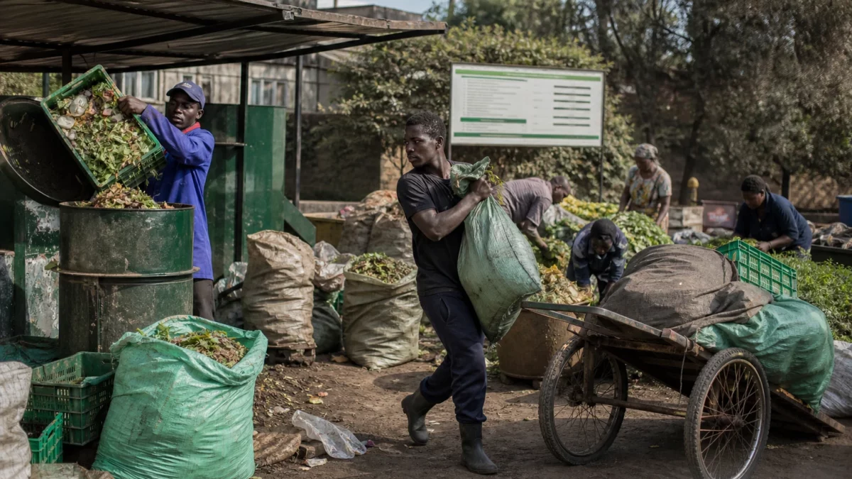 Au Kenya, vers rouges et larves d’insectes transforment les déchets en solution contre l’épuisement des sols