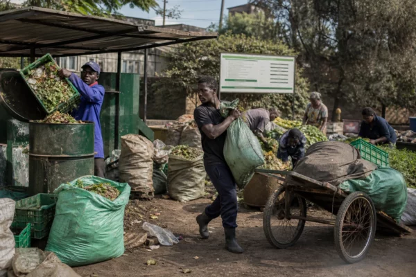 Au Kenya, vers rouges et larves d’insectes transforment les déchets en solution contre l’épuisement des sols