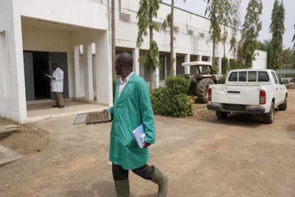 Au Nigeria, l’appui du Japon mise sur les semences pour réduire durablement la dépendance au riz importé