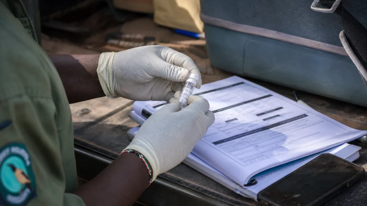 Au Kenya, l’alerte cyanure à Amboseli révèle la fragilité de la cohabitation entre éléphants, fermes et tourisme
