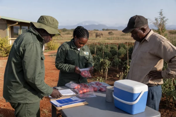 Au Kenya, l’affaire des éléphants d’Amboseli met en lumière la cohabitation explosive entre agriculture et faune sauvage