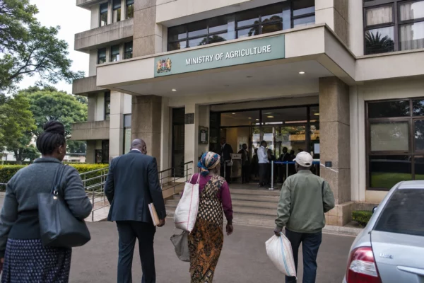 Au Kenya, le déficit de maïs menace les prix et oblige Nairobi à accélérer les importations régionales