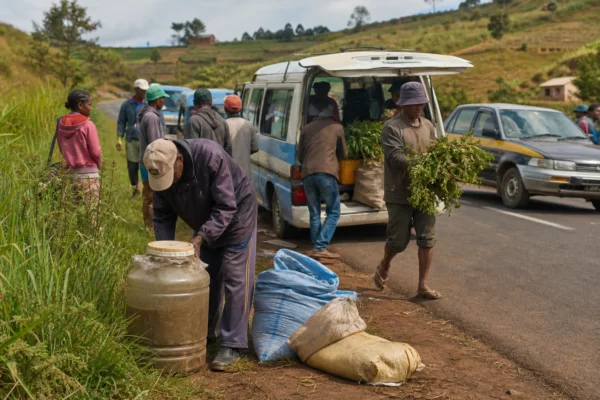 À Madagascar, les agriculteurs de l’Itasy misent sur les biofertilisants pour produire plus sans épuiser leurs terres