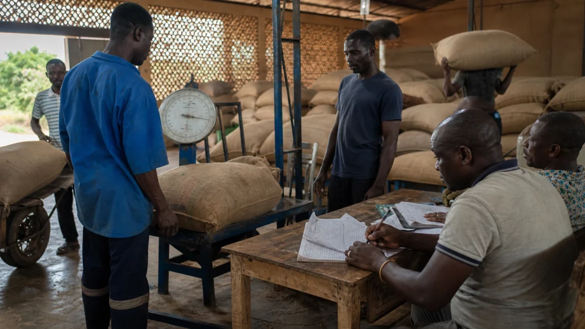 En Côte d’Ivoire, la baisse du prix bord champ du cacao met les revenus des planteurs et les intrants sous tension