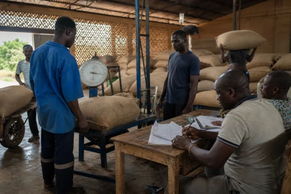 En Côte d’Ivoire, la baisse du prix bord champ du cacao met les revenus des planteurs et les intrants sous tension