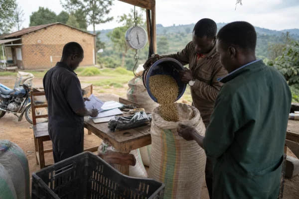 En Ouganda, la succession du royaume de Tooro s’enlise entre héritier biologique et choix du clan royal