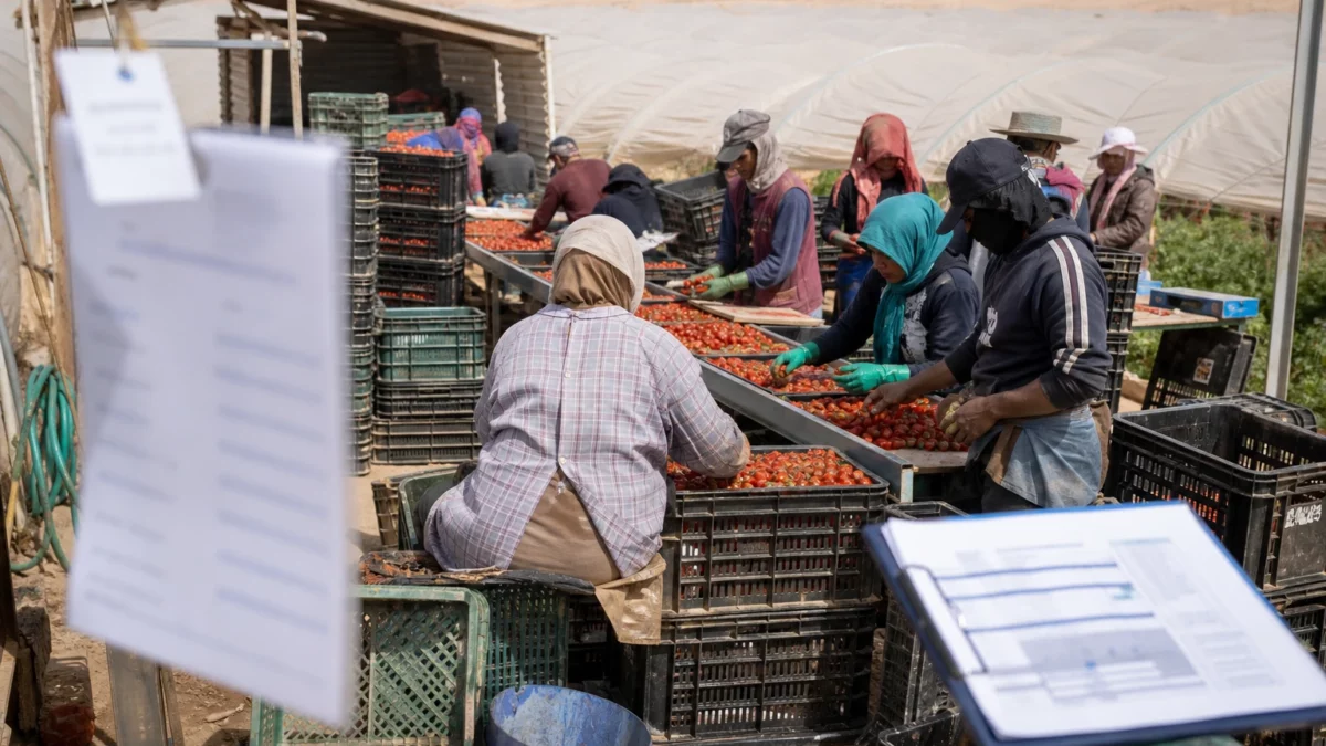Pourquoi les tomates du Maroc sont au cœur d’un bras de fer sur l’étiquetage et les marges en France