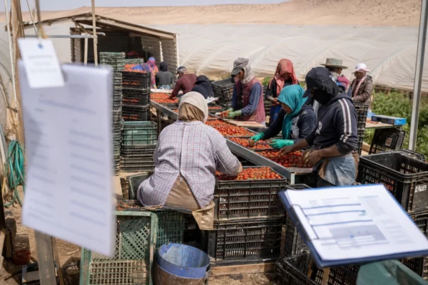 Pourquoi les tomates du Maroc sont au cœur d’un bras de fer sur l’étiquetage et les marges en France