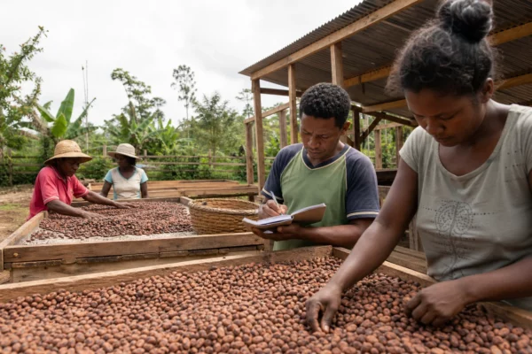 À Madagascar, le cacao mise sur la qualité et la transformation pour peser au-delà de ses faibles volumes