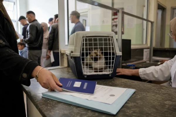 En Belgique, le cas d’un chaton algérien met à l’épreuve les règles sanitaires et la protection des animaux
