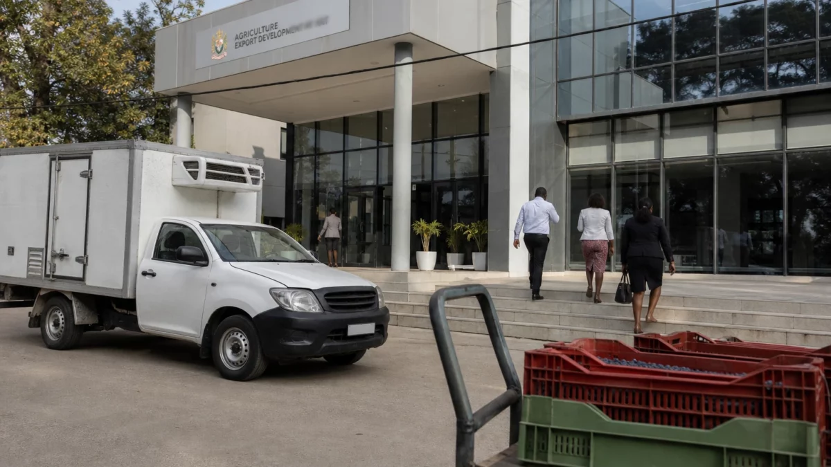 Au Zimbabwe, les myrtilles ouvrent la voie à une nouvelle exportation agricole, mais le manque de crédit freine l’élan