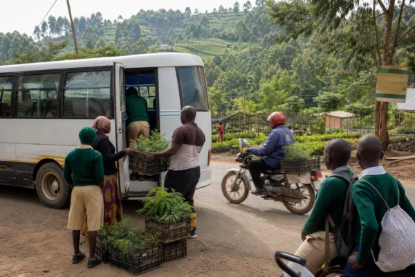 À Bwindi, les villages ougandais plantent des arbres pour préserver l’habitat des gorilles des montagnes
