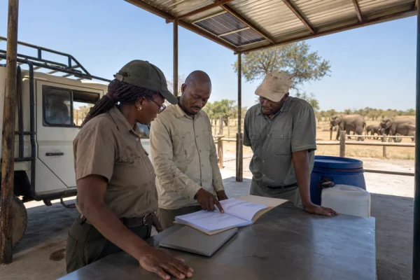 Au Botswana, la chasse festive des éléphants met à l’épreuve la promesse de conservation et les intérêts ruraux
