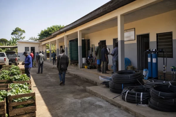 Au Cameroun, l’irrigation maraîchère peut sécuriser les légumes de Yaoundé, Douala et les marchés de la CEMAC en saison sèche